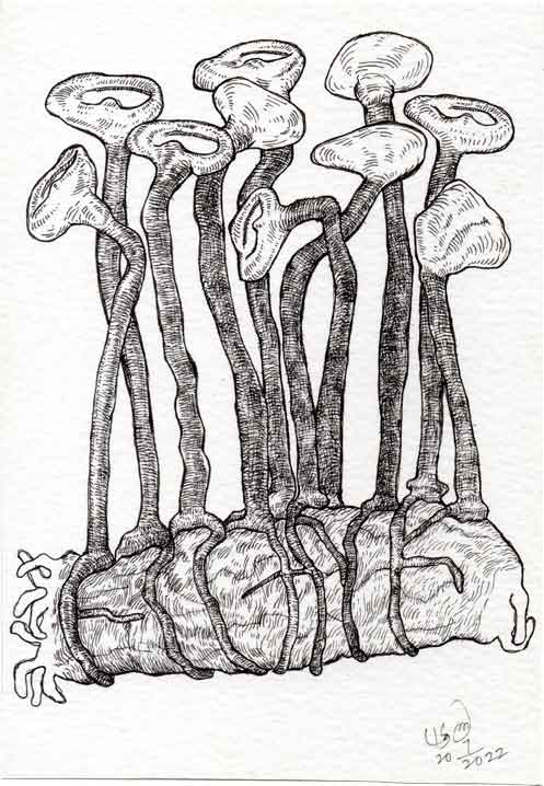 Dead Ear Tree 9